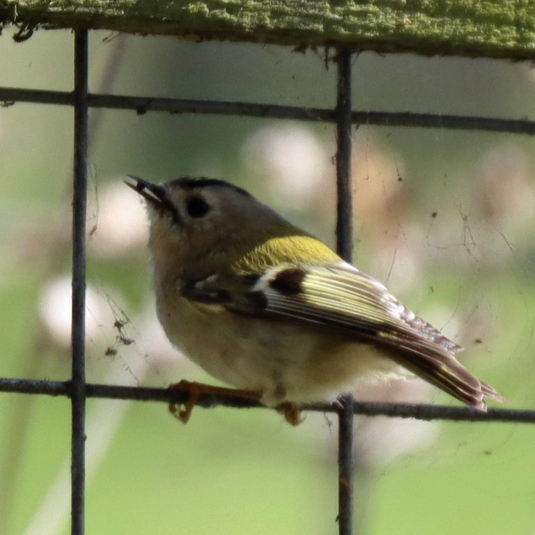 Goldcrest foraging