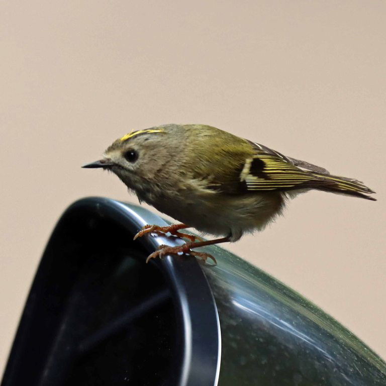 Goldcrest on my car wing mirror