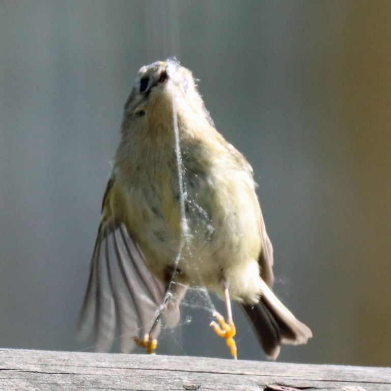 Goldcrest with spider's webbing