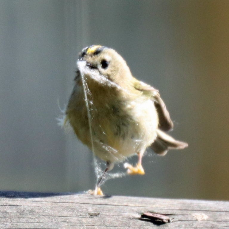 Goldcrest with spider's webbing
