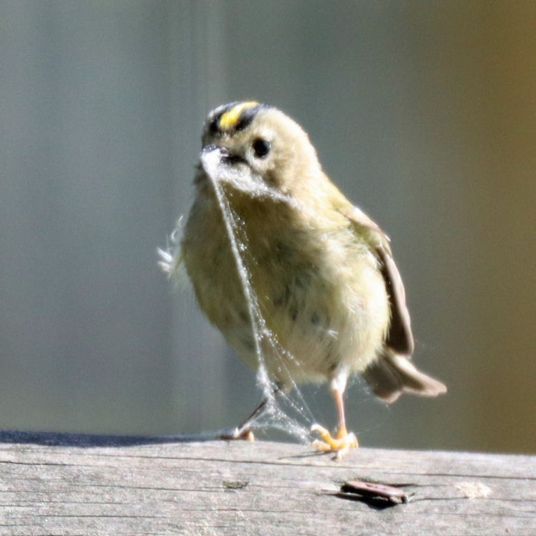 Goldcrest with spider's webbing