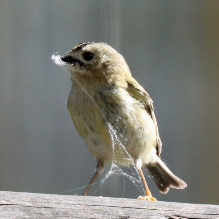 Goldcrest with spider's webbing