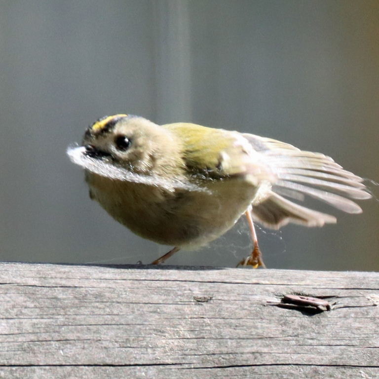 Goldcrest with spider's webbing