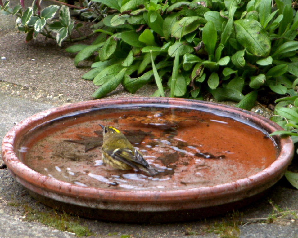 Goldcrest bathing