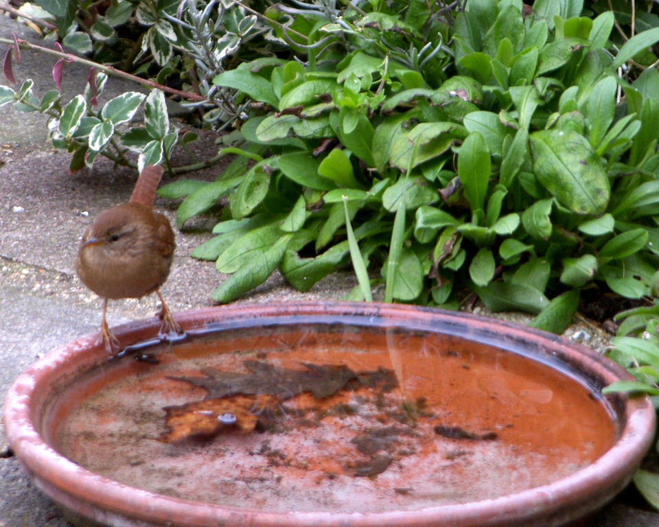 Wren