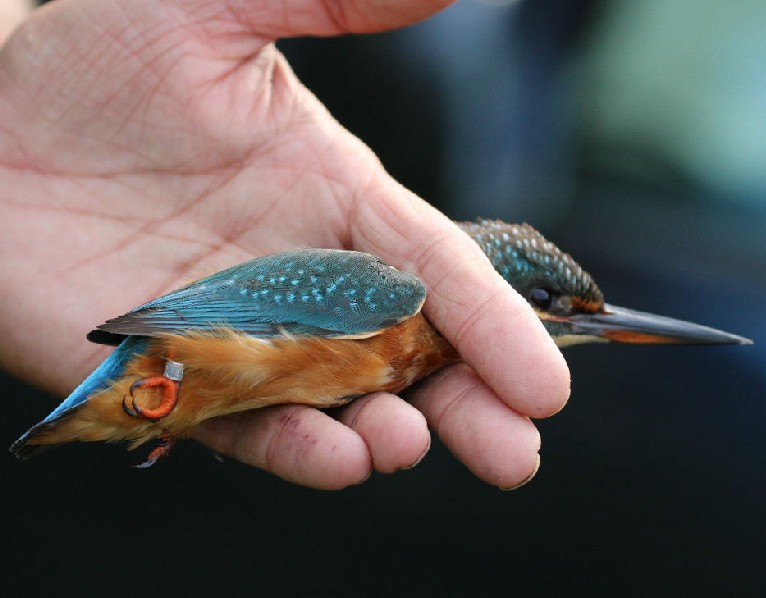 Kingfisher ringed