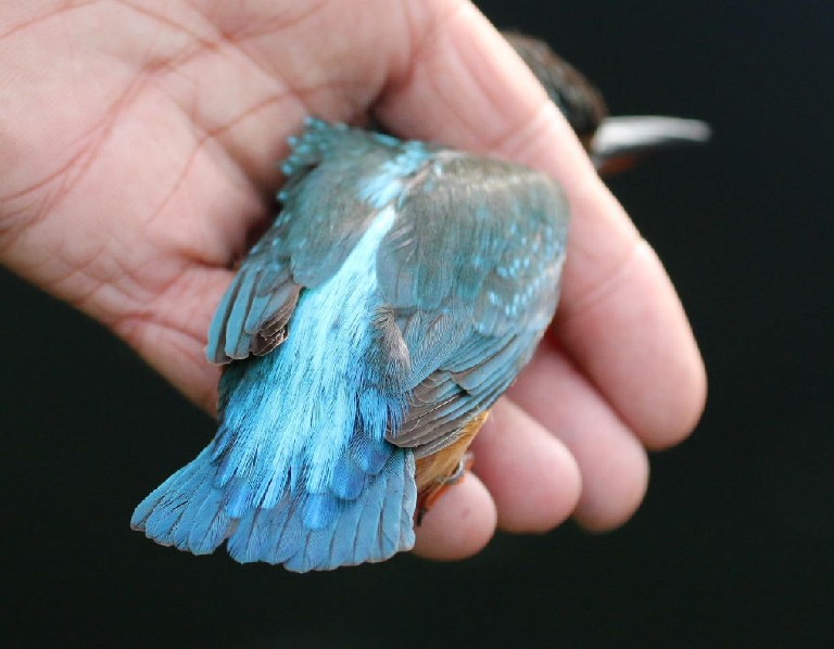 Kingfisher ringed