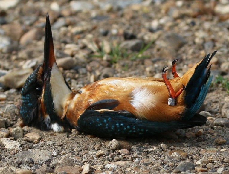 Kingfisher ringed