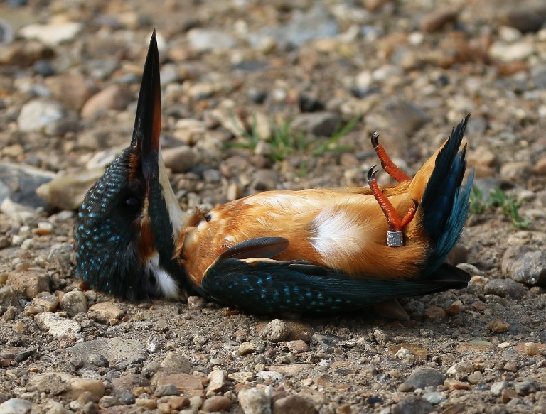 Kingfisher ringed