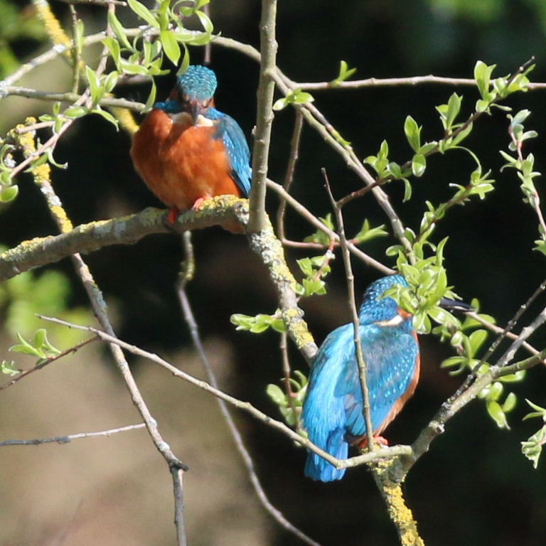 Kingfishers