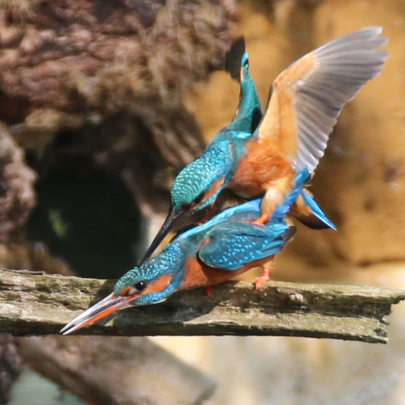 Kingfishers mating