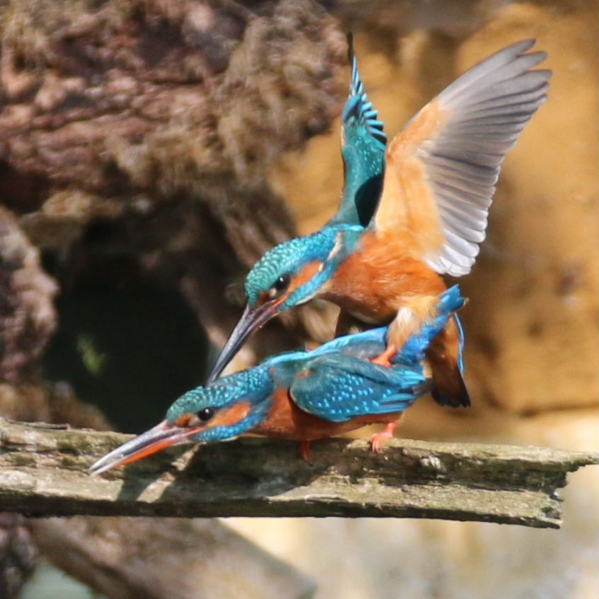 Kingfishers mating
