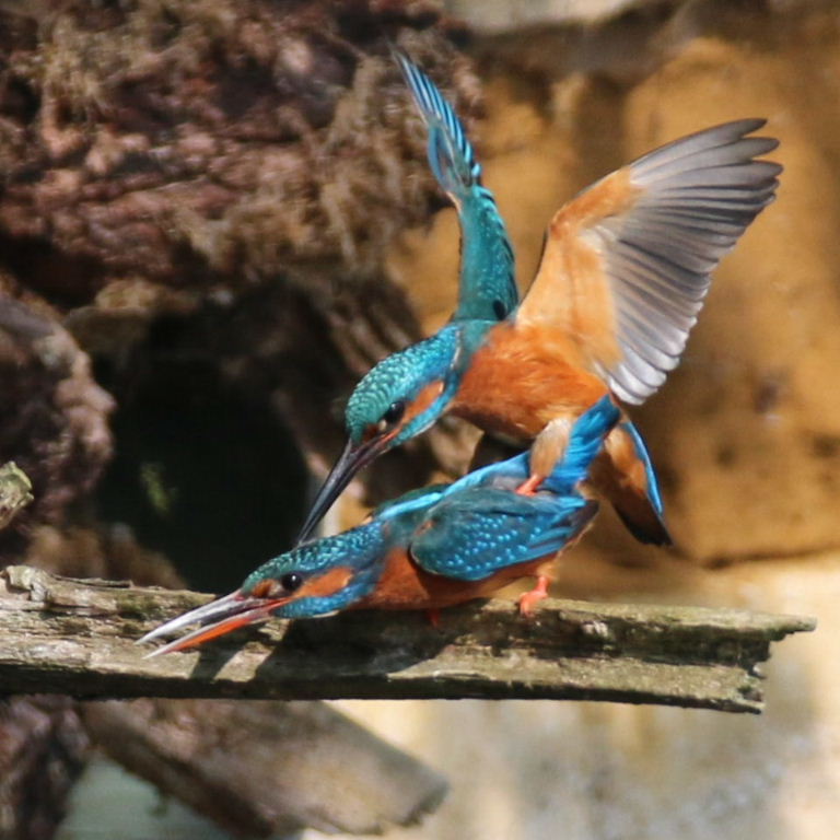 Kingfishers mating
