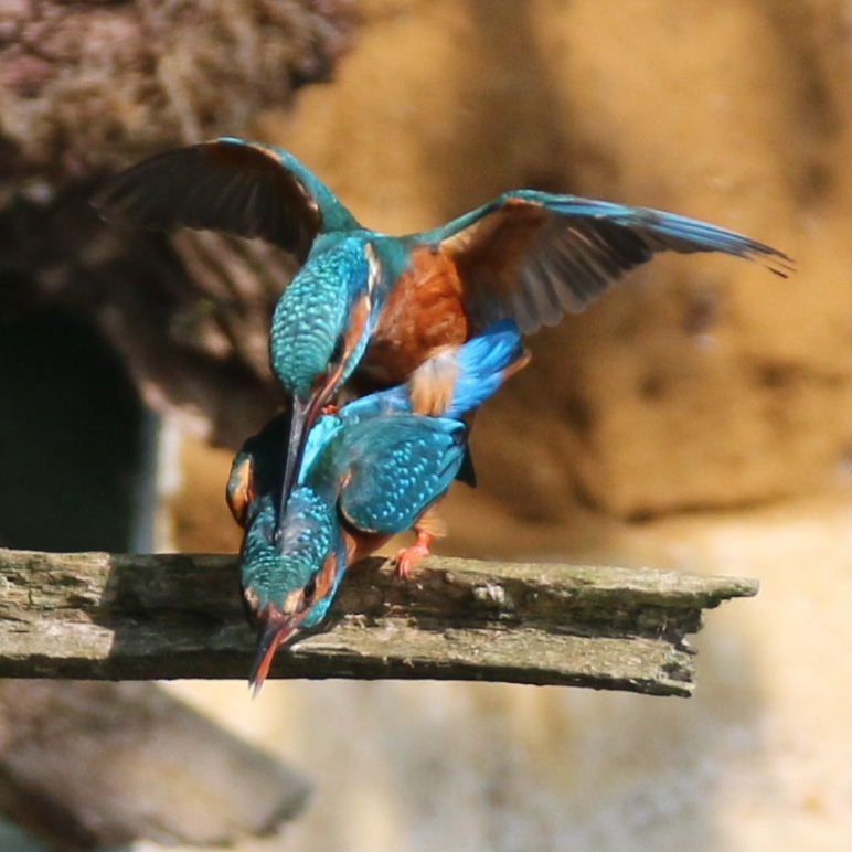 Kingfishers mating