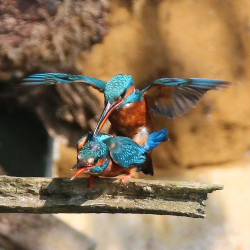 Kingfishers mating