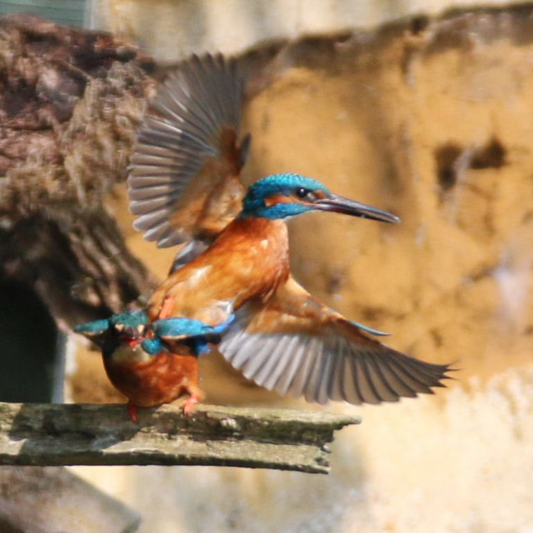 Kingfishers mating