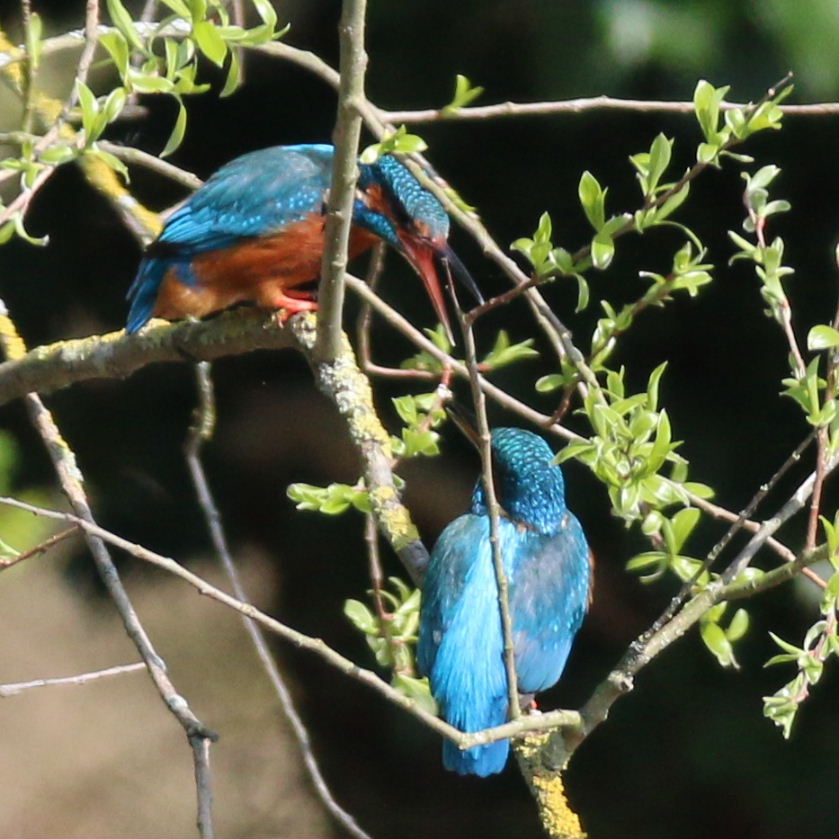 Kingfishers pair