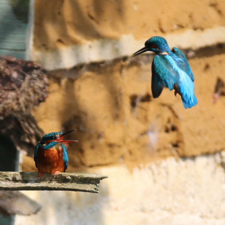 Kingfishers