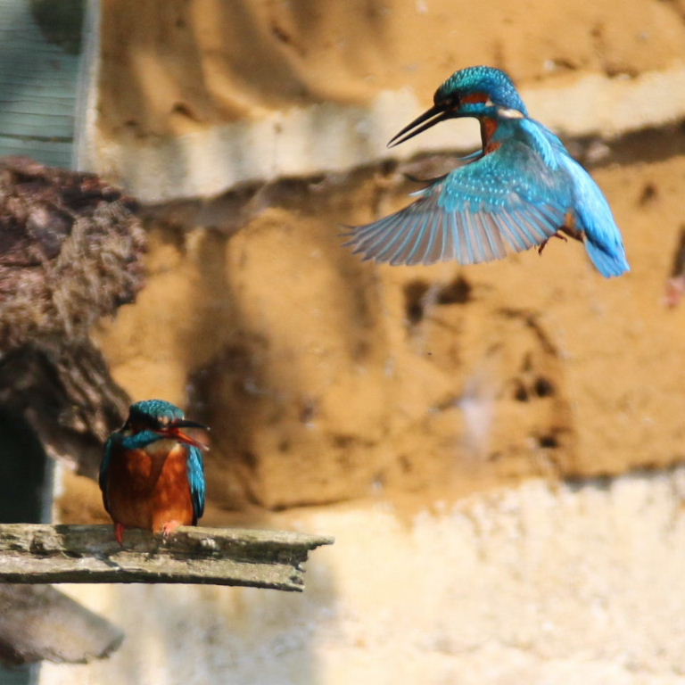 Kingfishers