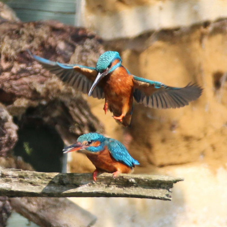 Kingfishers mating
