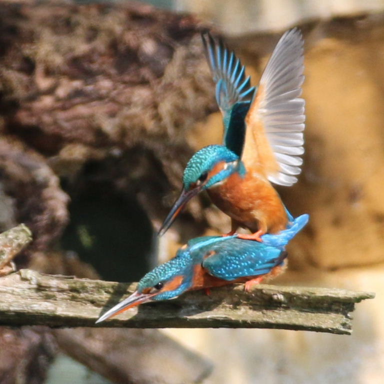Kingfishers mating