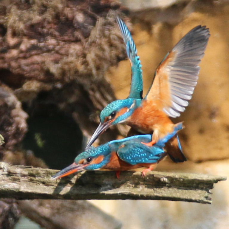 Kingfishers mating