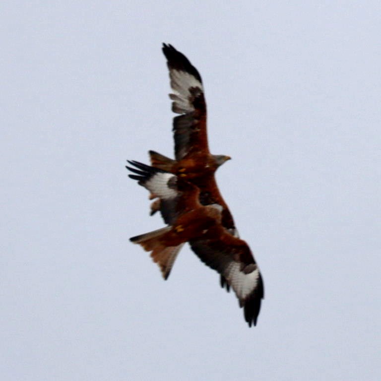 Red Kite ballet