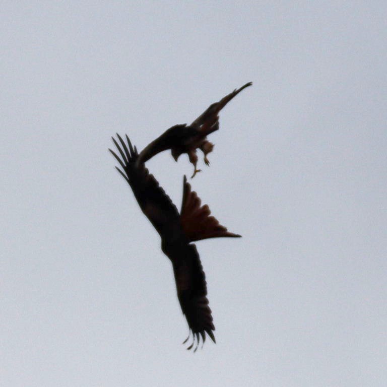 Red Kite ballet