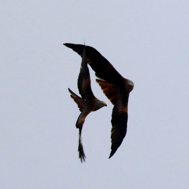 Red Kite ballet