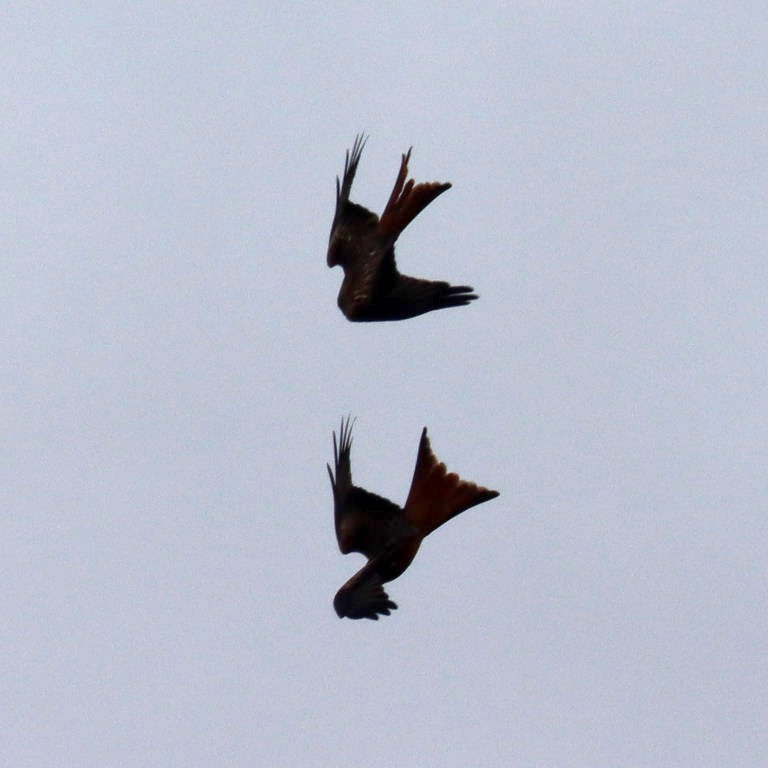 Red Kite ballet