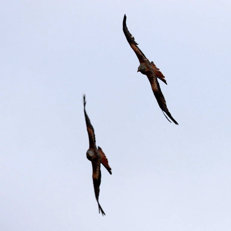 Red Kite ballet