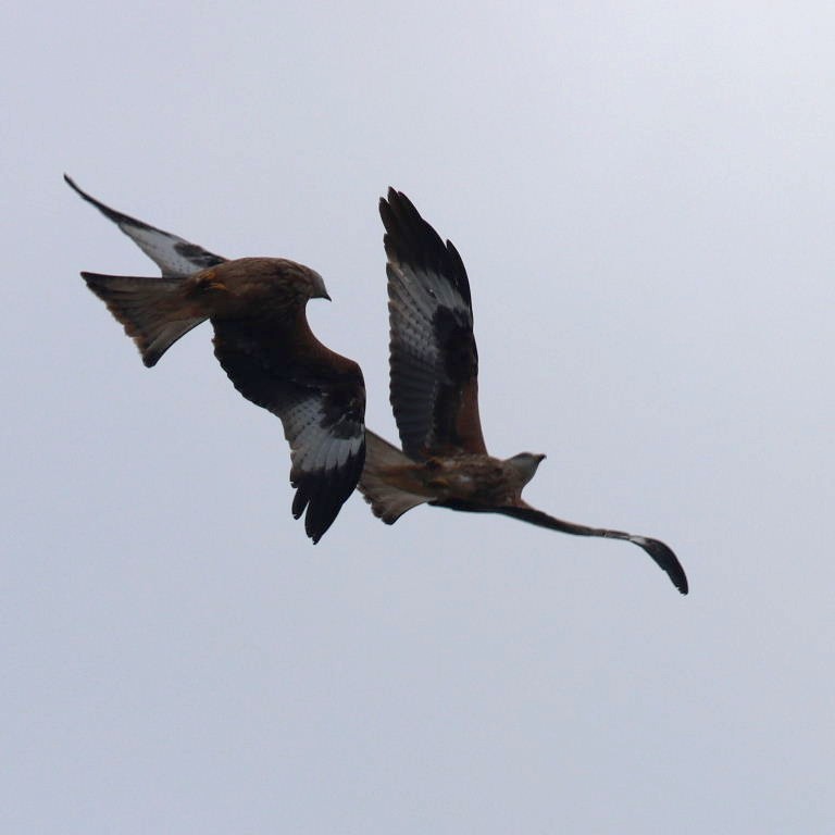 Red Kite