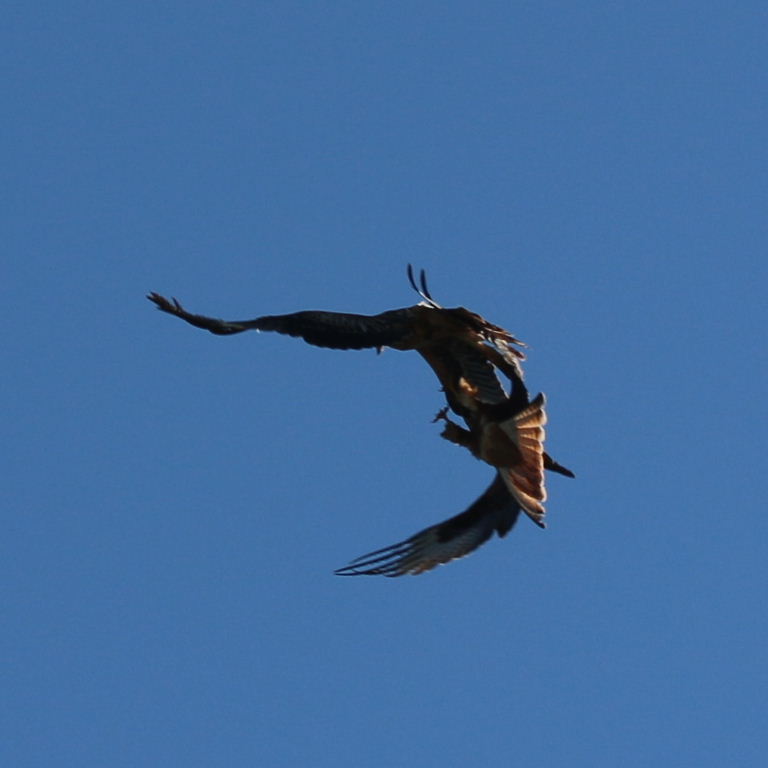 Red Kites aerial courtship