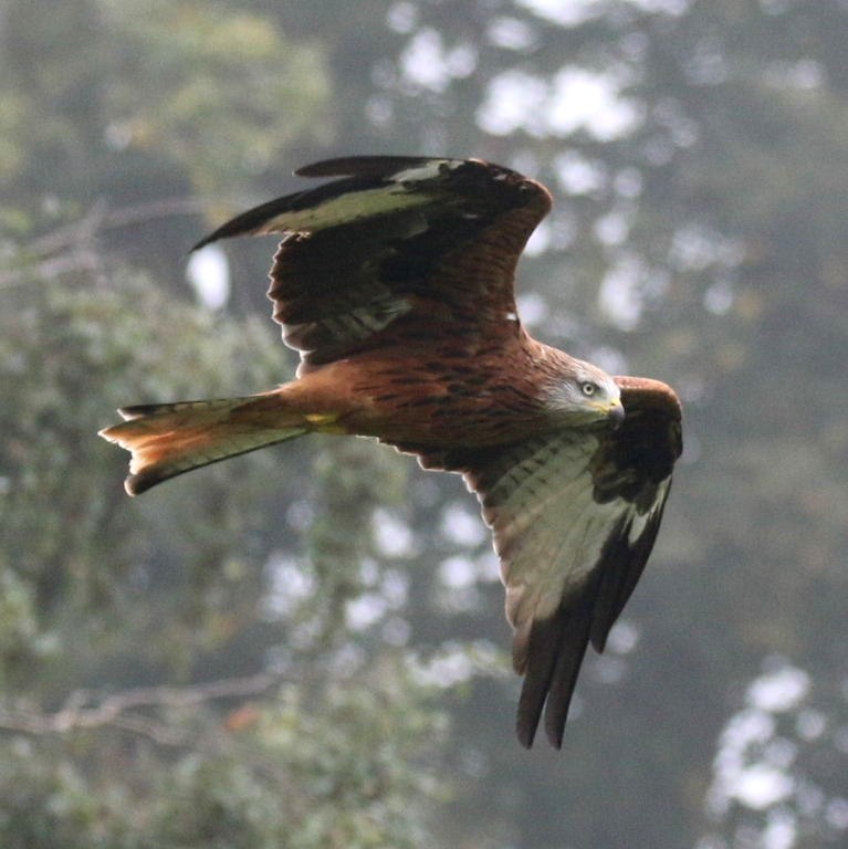 Red Kite