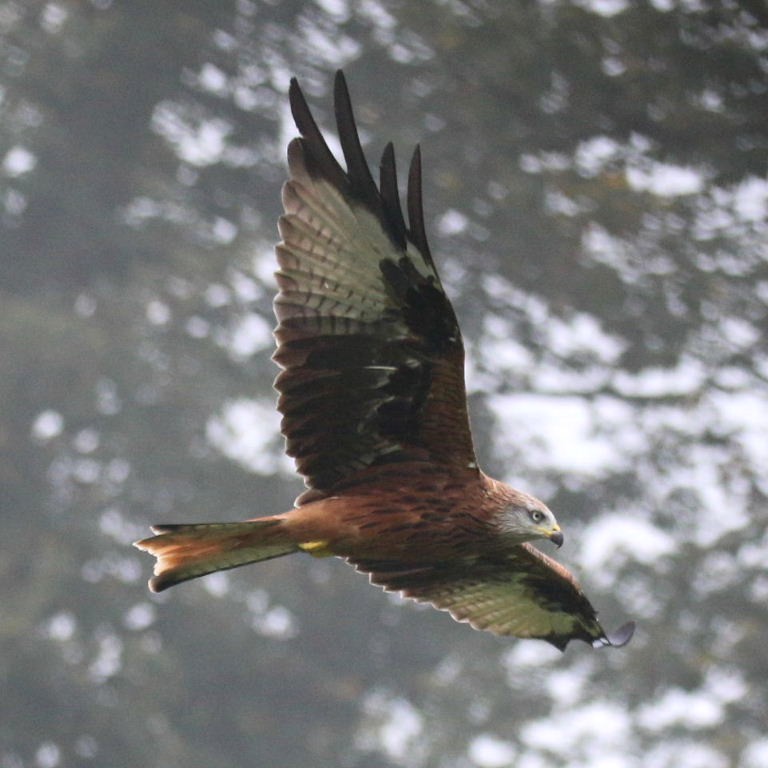 Red Kite