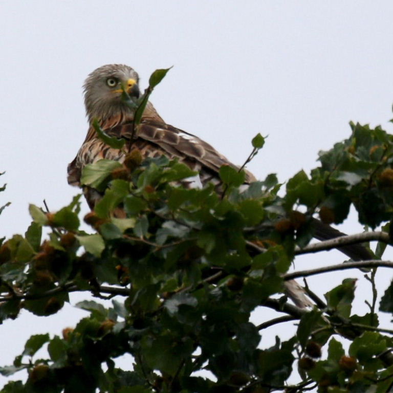 Red Kite