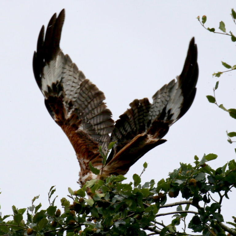 Red Kite