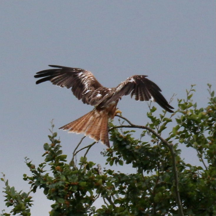 Red Kite