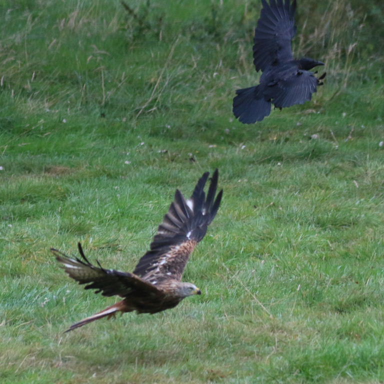 Red Kite