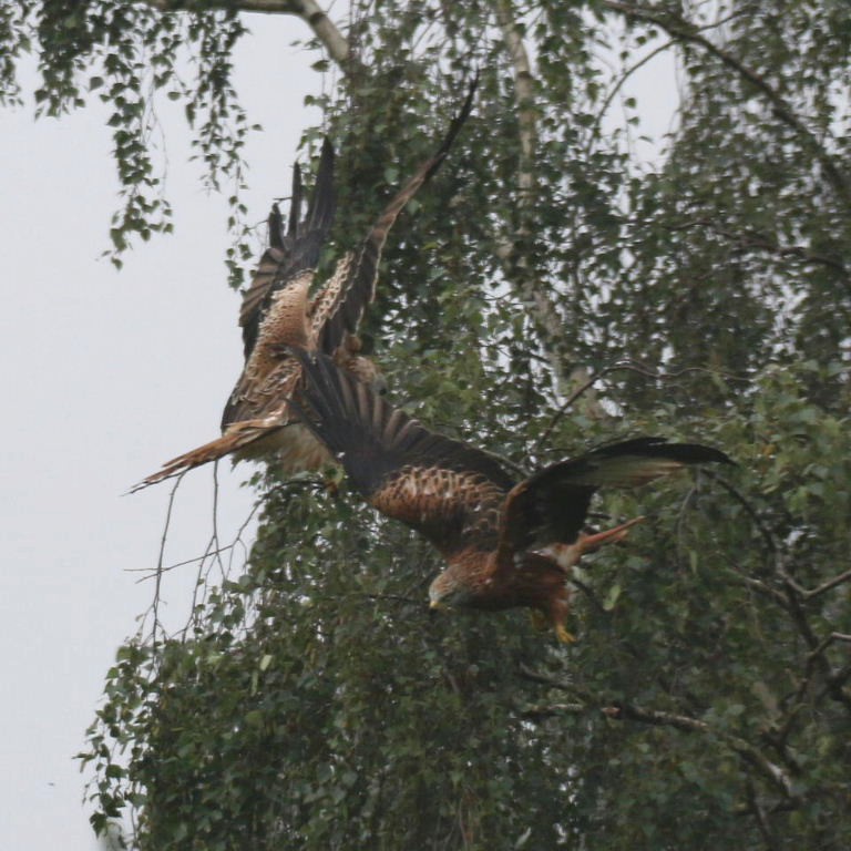 Red Kite