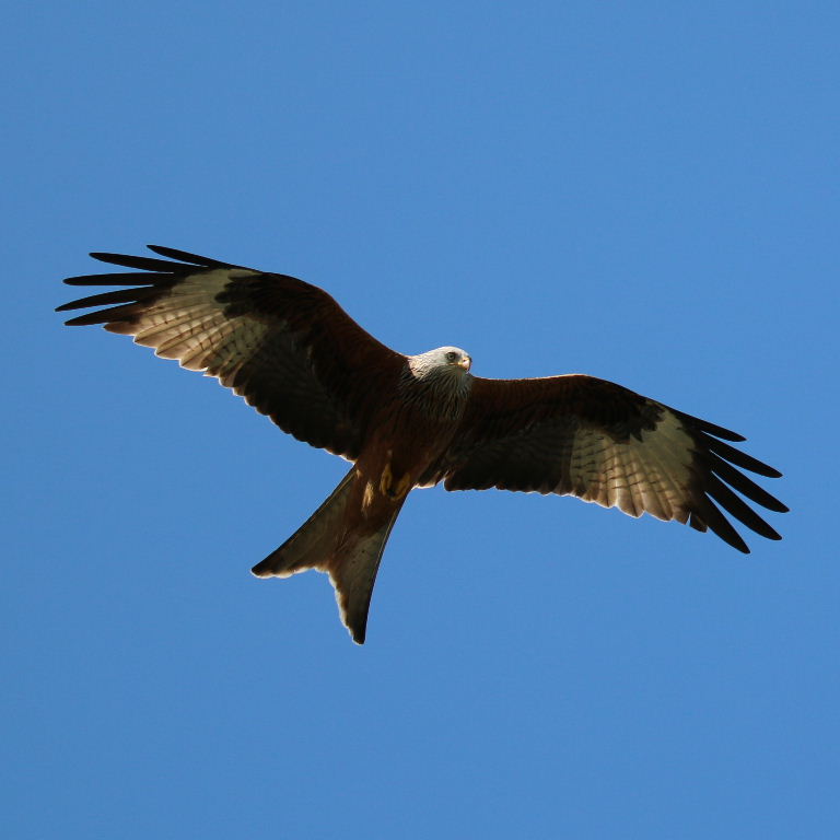 Red Kite