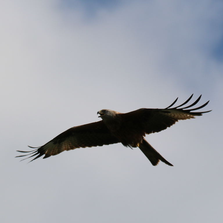 Red Kite