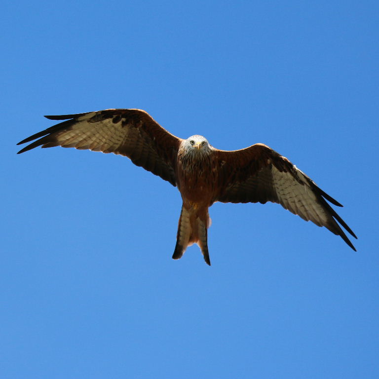 Red Kite