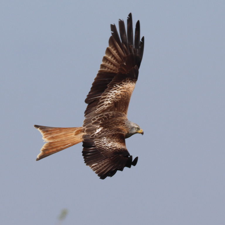 Red Kite