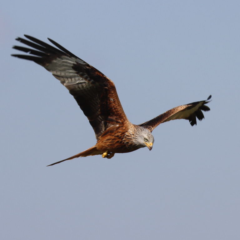 Red Kite