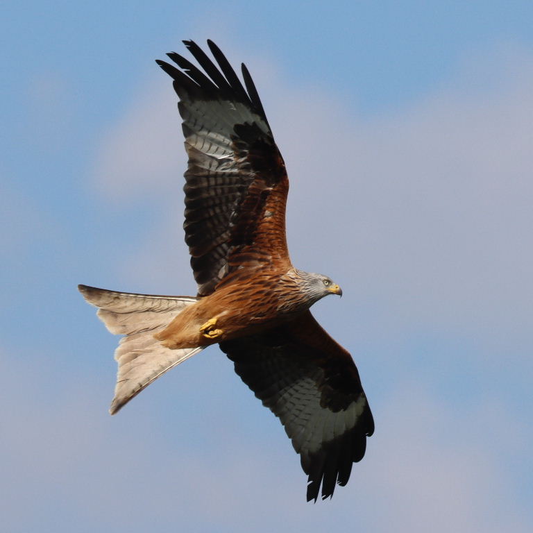 Red Kite