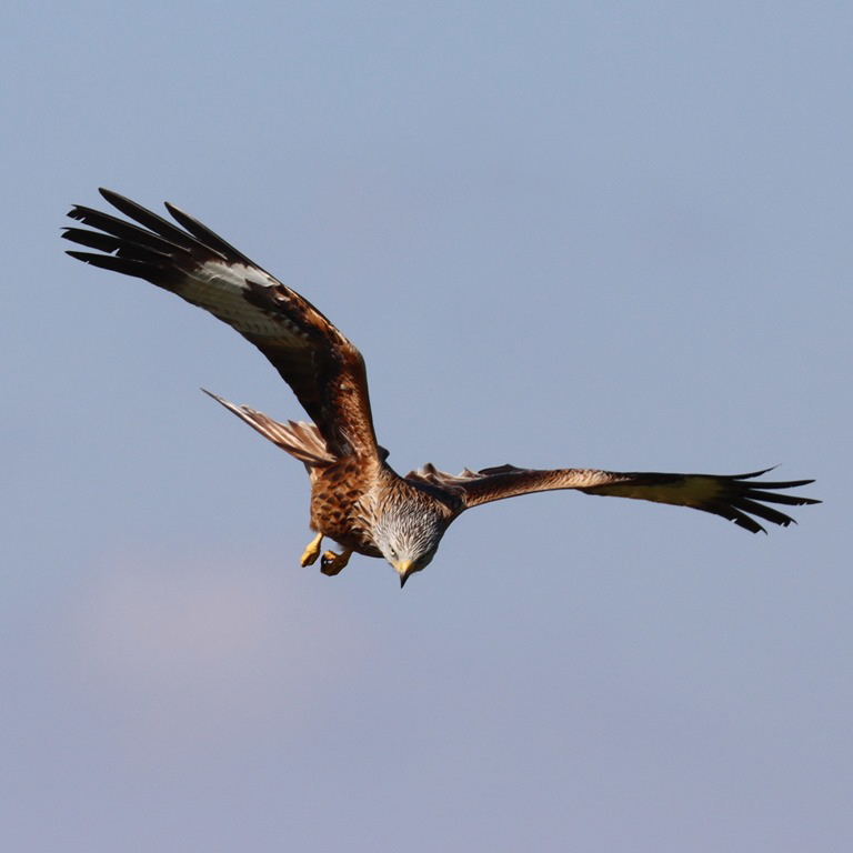 Red Kite