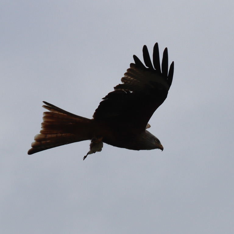 Red Kite with prey