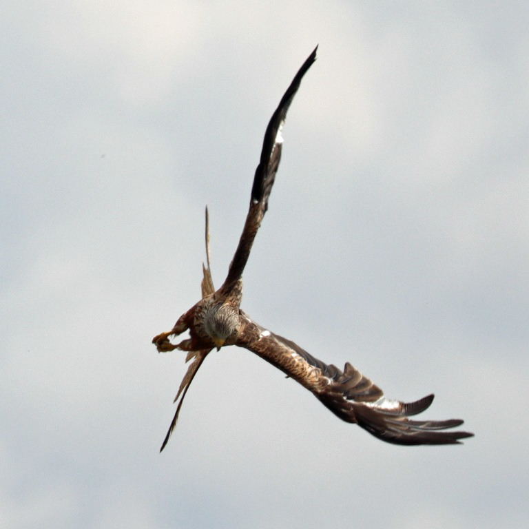 Red Kite with prey
