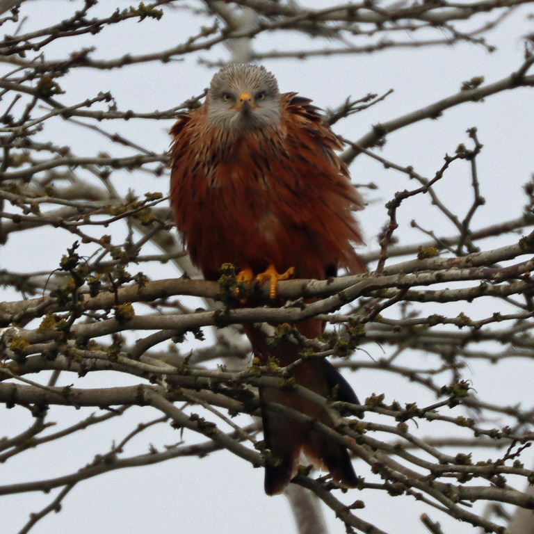 Red Kite